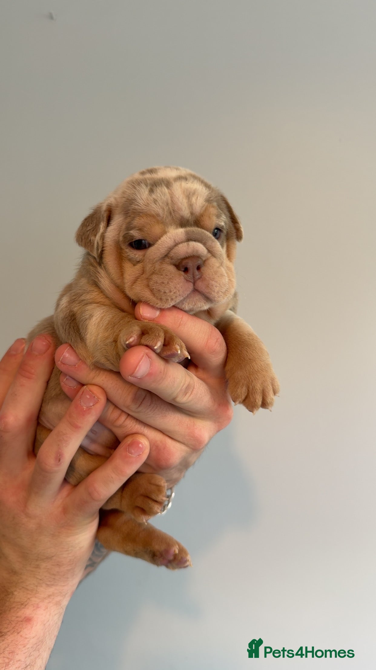 English Bulldog dogs for sale: English bulldog puppies  - Advert 8