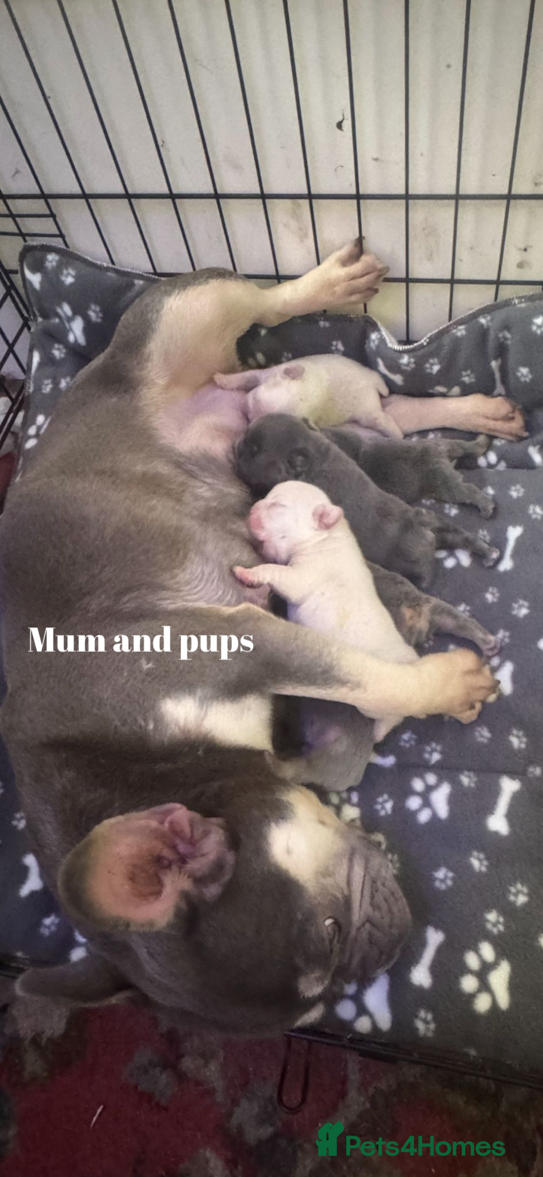 French Bulldog dogs for sale: Beautiful small build fluffy/fluffy carrier french - Image 32