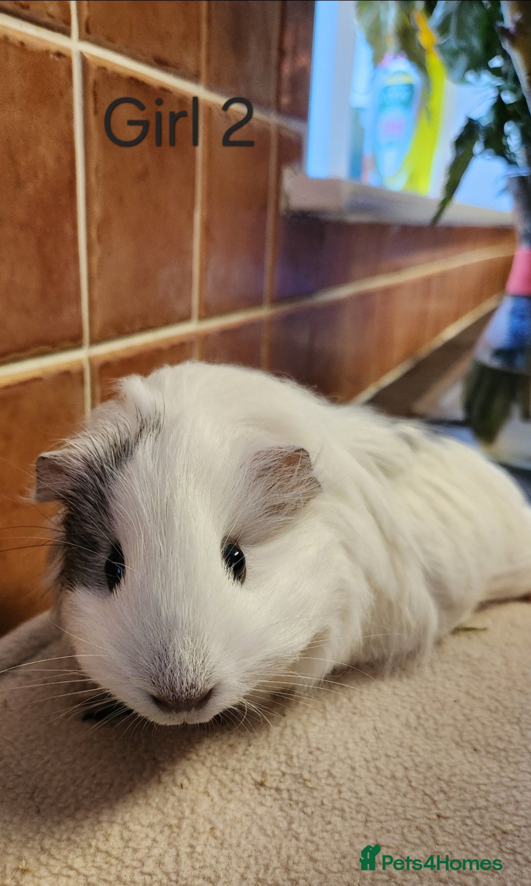 Guinea Pig rodents for sale: Cute Guinea Pigs - Advert 4