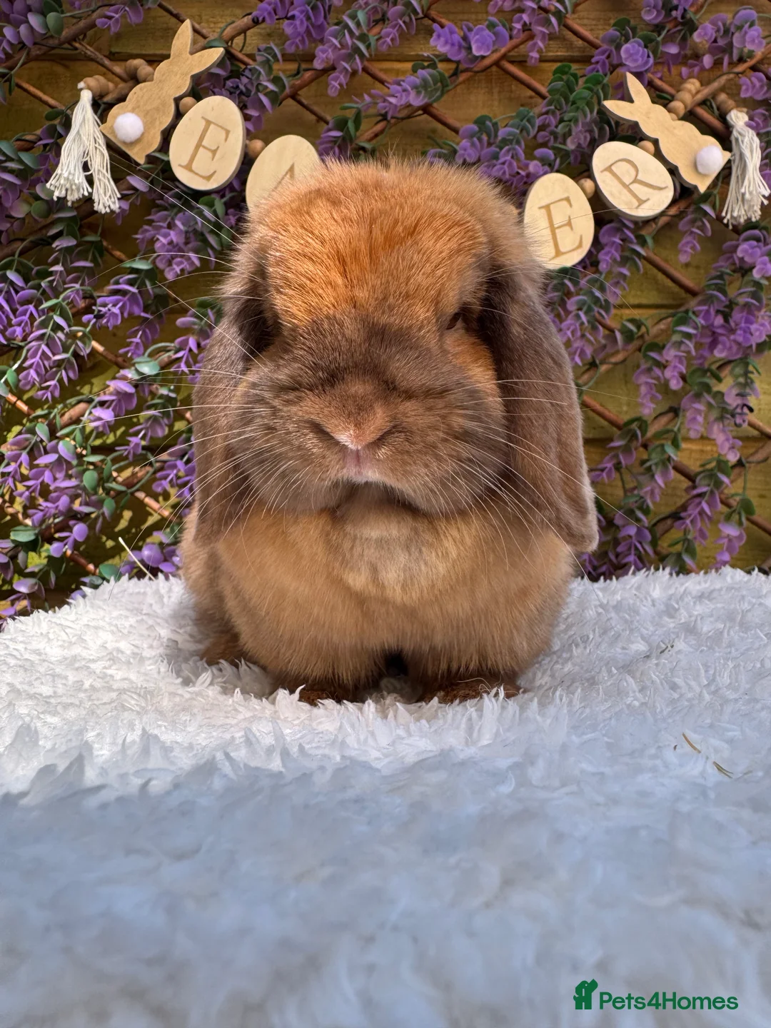 Mini Lop rabbits for sale: Mini lop does  - Advert 18