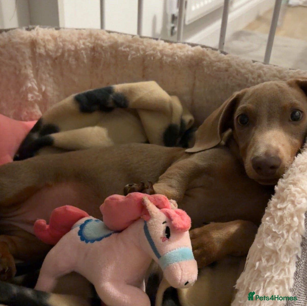 Miniature Dachshund dogs miniature dachshund❤️ - Advert 4
