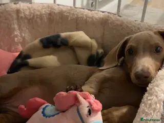 Miniature Dachshund dogs miniature dachshund❤️ - Advert 4