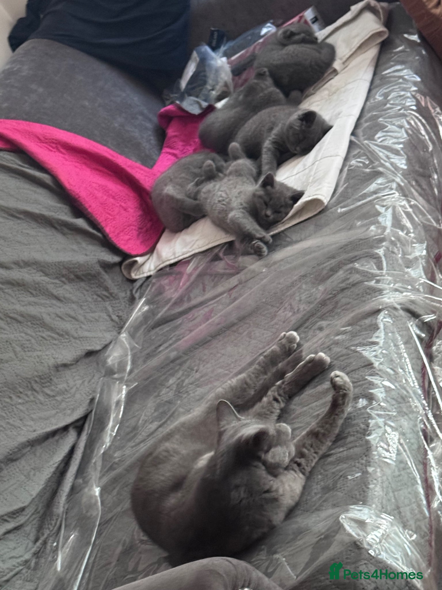 Brazilian Shorthair cats British Shorthair Kitten  - Advert 2