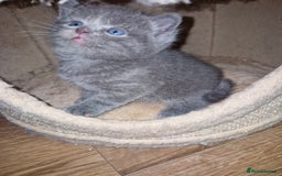 Scottish Fold cats for sale: Scottish fold kittens with straight ears - Advert 4