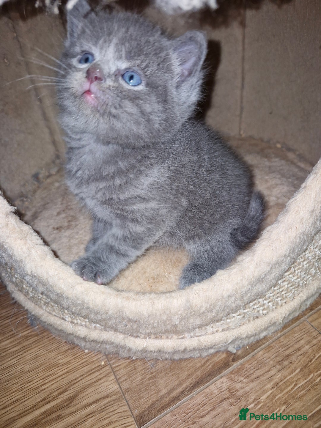 Scottish Fold cats for sale: Scottish fold kittens with straight ears - Advert 4