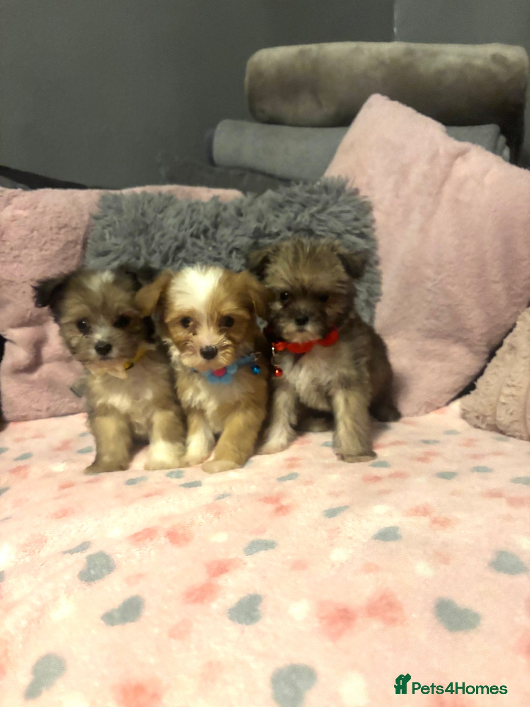 Mixed Breed dogs for sale: Lhasa apso x chorkie  - Image 2