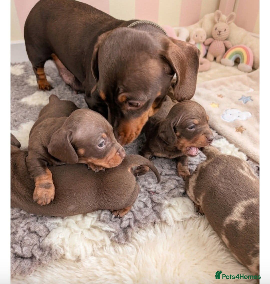 Miniature Dachshund dogs Miniature dachshund Chocolate and tan girls  - Advert 2