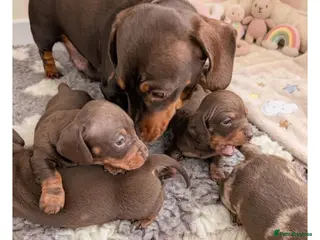 Miniature Dachshund dogs Miniature dachshund Chocolate and tan girls - Advert 2