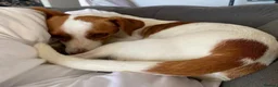 Mixed Breed dogs for adoption: Sylvie (Jack Russell/Dachshund/Beagle mix) - Advert 5