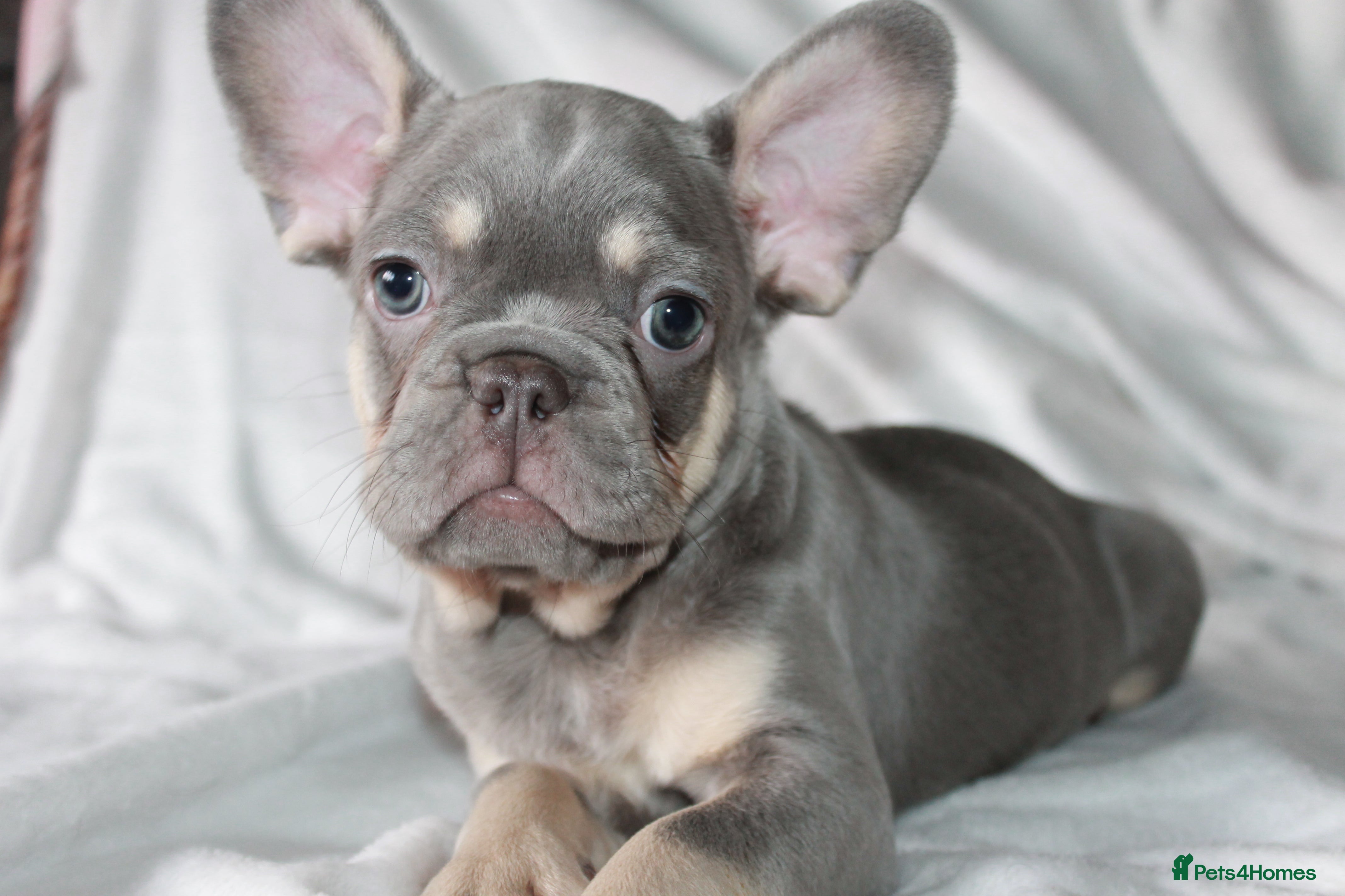 French Bulldog dogs RARE-NEW SHADE ROJO / LILAC NON FLUFFY FRENCHIES - Advert 5