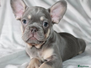 French Bulldog dogs RARE-NEW SHADE ROJO / LILAC NON FLUFFY FRENCHIES - Advert 5