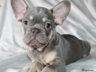French Bulldog dogs RARE-NEW SHADE ROJO or LILAC FRENCHIES KC REG - Advert 9