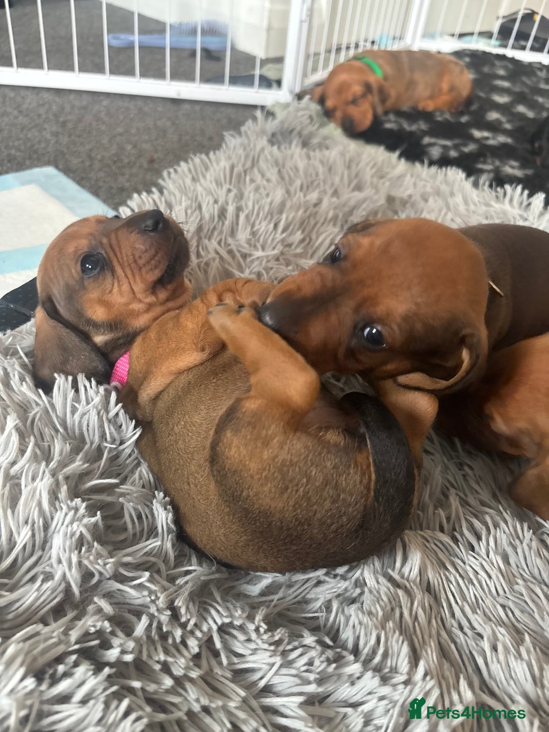 Dachshund dogs for sale: Beautiful dachshund puppies  - Image 31