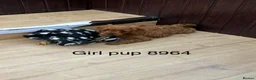 Cavapoo dogs for sale: Stunning F1 Cavapoo pups, out of DNA tested parent - Advert 7