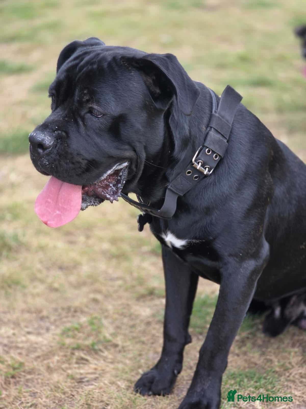 Cane Corso dogs Hugo Cane Corso - Advert 4