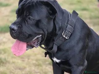 Cane Corso dogs Hugo Cane Corso - Advert 4