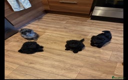 Toy Poodle dogs for sale:  Beautiful Tiny Toy Poodle Puppies  - Image 4