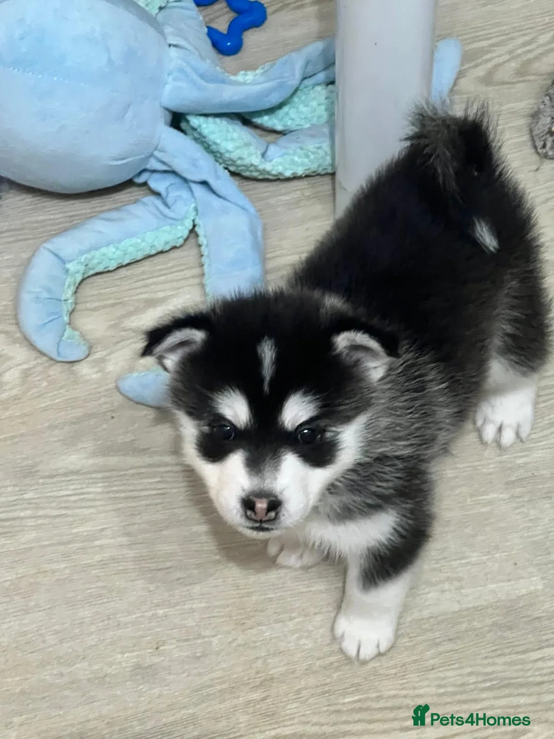 Pomsky dogs for sale: 3 F3 Pomskies Available  - Advert 2