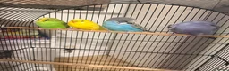 Budgerigars birds for sale: Budgerigars  in Ashford - Advert 4