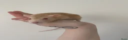 Rat rodents for sale: 4 Tame female rats - Advert 4