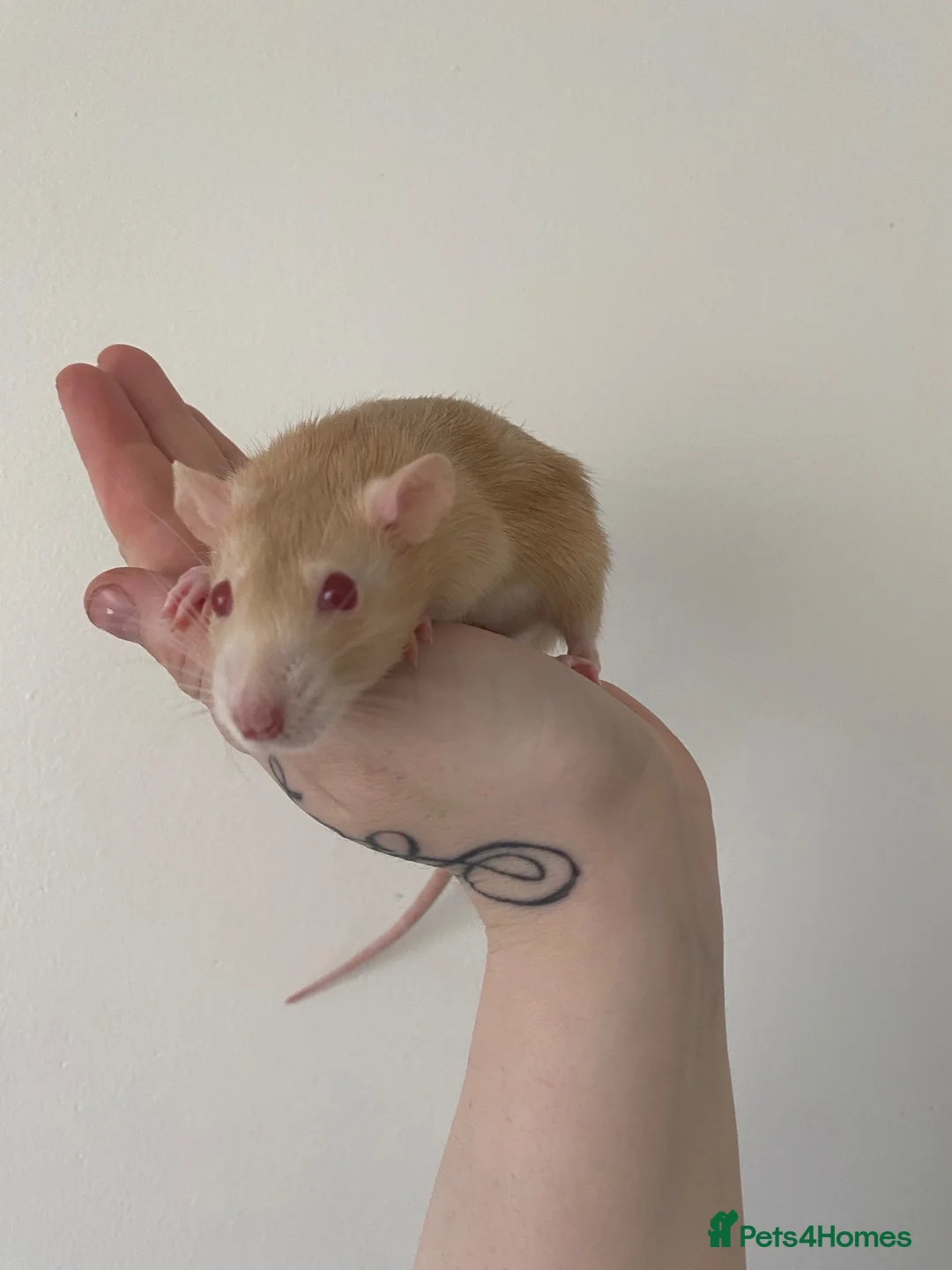 Rat rodents for sale: 4 Tame female rats - Advert 4