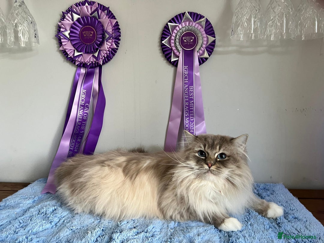Ragdoll cats for sale: Gccf registered ragdoll kittens  - Image 13