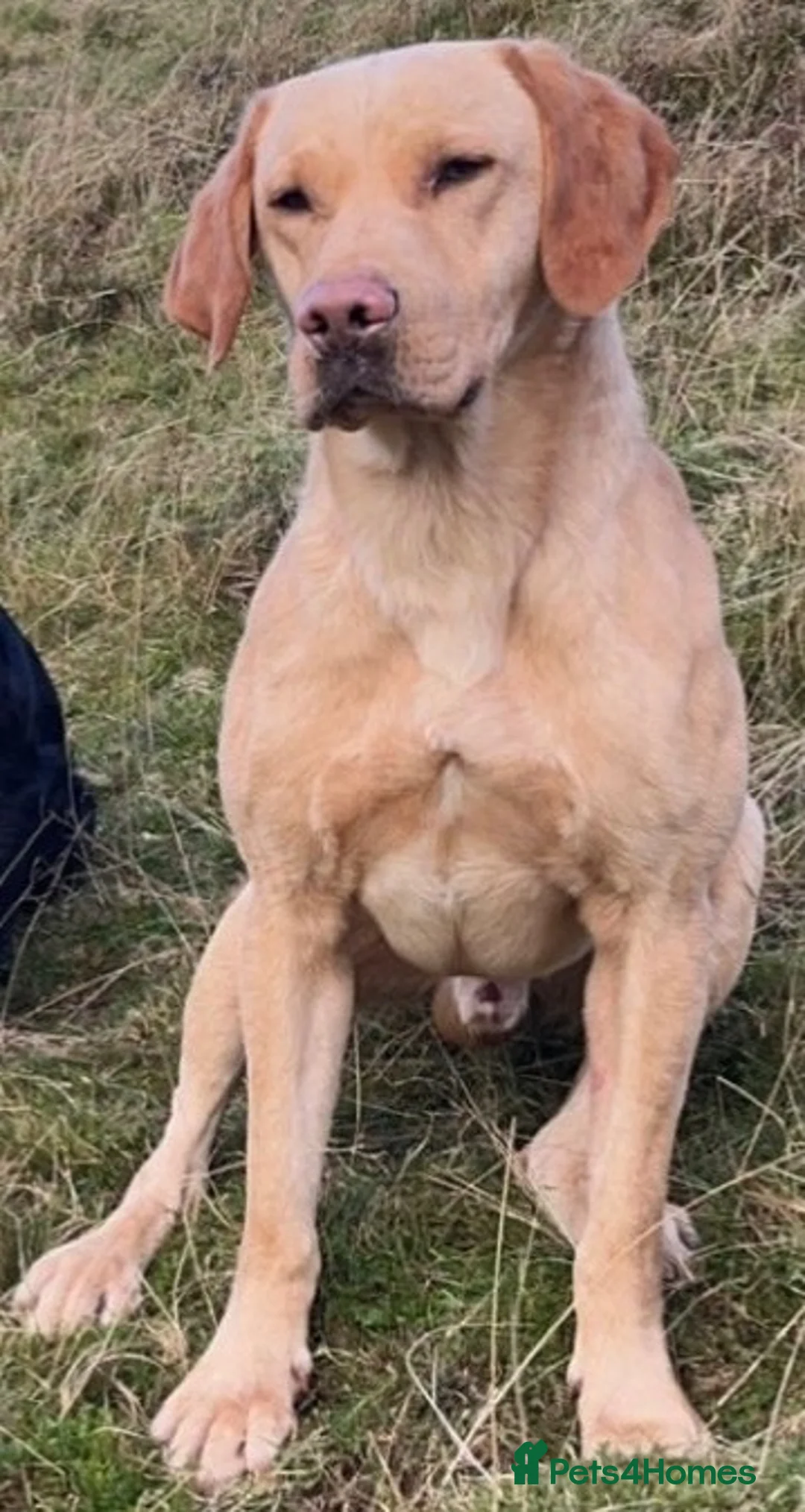Labrador Retriever dogs for sale: 🐾 black lab puppies for sale 🐾 in Brechin - Advert 2