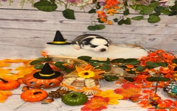 Pomsky dogs for sale: Lilac sired F2 masked Pomsky blue eyes  - Image 7