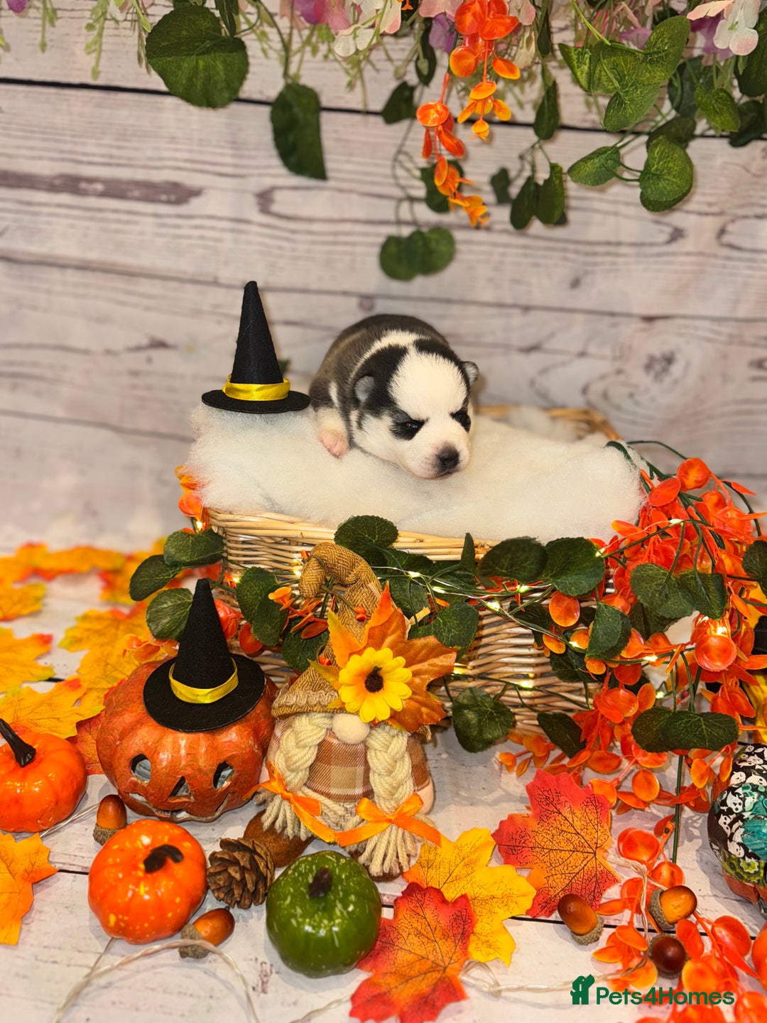 Pomsky dogs for sale: Lilac sired F2 masked Pomsky blue eyes  - Image 7