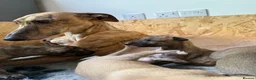 Greyhound dogs for sale: Hungarian Greyhound Pups - Advert 1