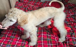 Afghan Hound dogs for sale: Amazing Afgan Hound for sale - Image 9