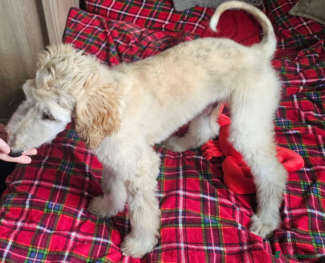 Afghan Hound dogs for sale: Amazing Afgan Hound for sale - Image 9