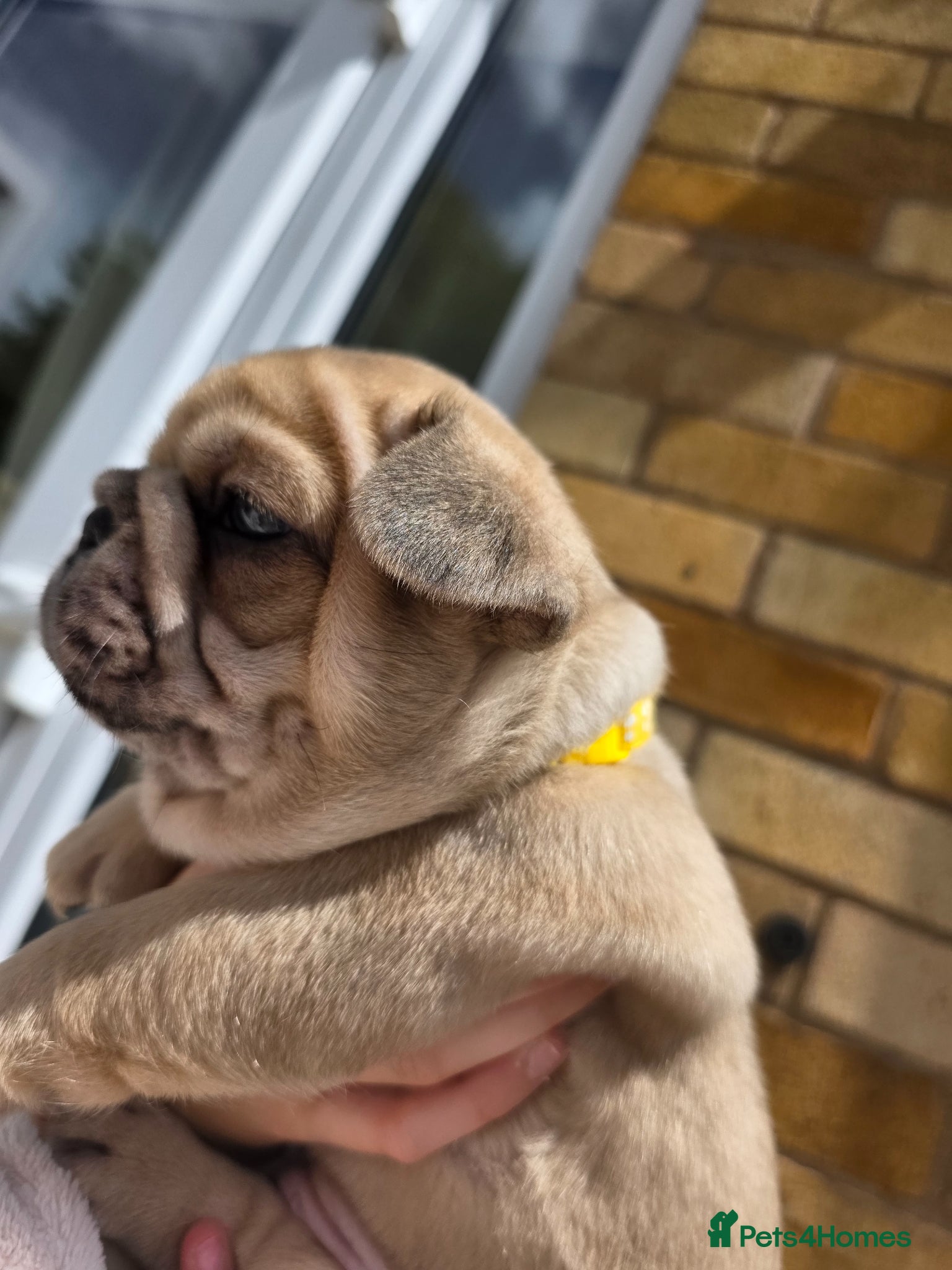 French Bulldog dogs French Bulldog Puppies – Ready Soon 🐶 - Advert 13
