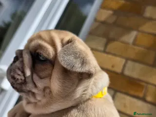 French Bulldog dogs French Bulldog Puppies – Ready Soon 🐶 - Advert 6