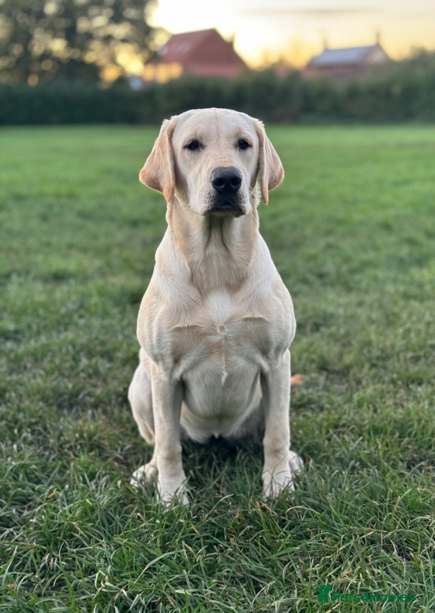 Labrador Retriever dogs KC Litter of Labradors  - Advert 2