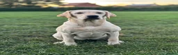 Labrador Retriever dogs for sale: KC Litter of Labradors  - Advert 3