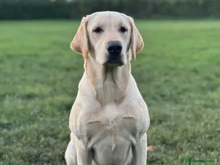 Labrador Retriever dogs KC Litter of Labradors Boys and Girls 💛🧡 - Advert 2