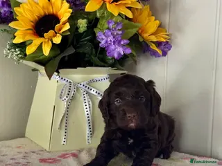Cockapoo dogs 3 gorgeous dark chocolate f1 Cockerpoo puppies - Advert 2