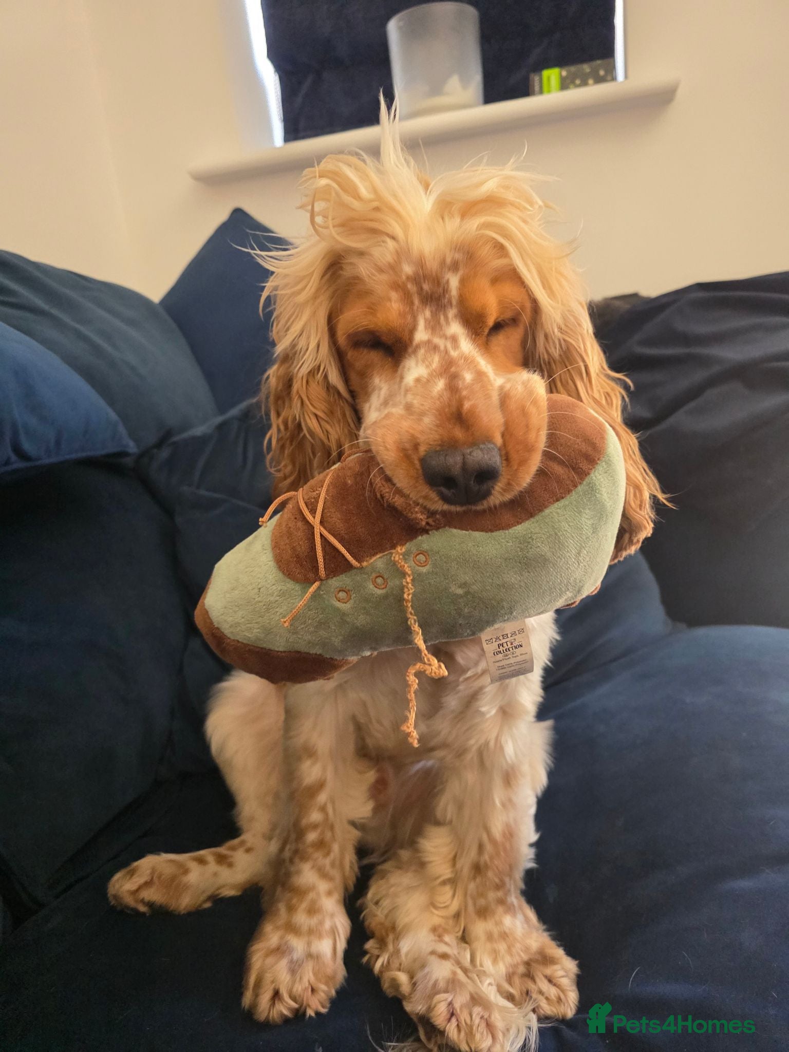 Cocker Spaniel dogs Stud dog  - Advert 1