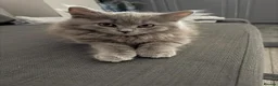 British Longhair cats for sale: British longhair kittens  - Advert 8