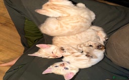Bengal cats for sale: PURE BRED SNOW LYNX kittens 🐱 - Advert 10