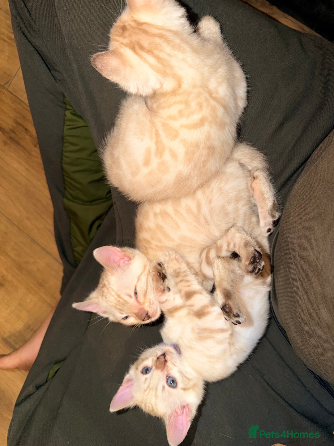 Bengal cats for sale: PURE BRED SNOW LYNX kittens 🐱 - Advert 10