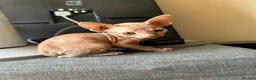 Sphynx cats for sale: 5 Canadian Sphynx kittens for sale - Advert 12