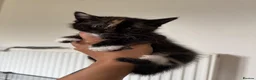 Mixed Breed cats for sale: Kittens ready to go now  - Advert 8
