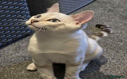 Bengal cats for sale: TICA registered bengal female kitten  - Image 1