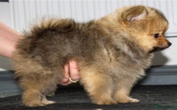 Pomeranian dogs for sale: Beautiful pomeranian pups in Houghton le Spring - Image 28