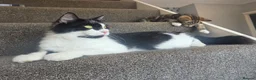 Mixed Breed cats for sale: Mother and kitten looking for a home  - Advert 2
