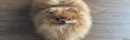 Pomeranian dogs for sale: Pomeranian  - Advert 13