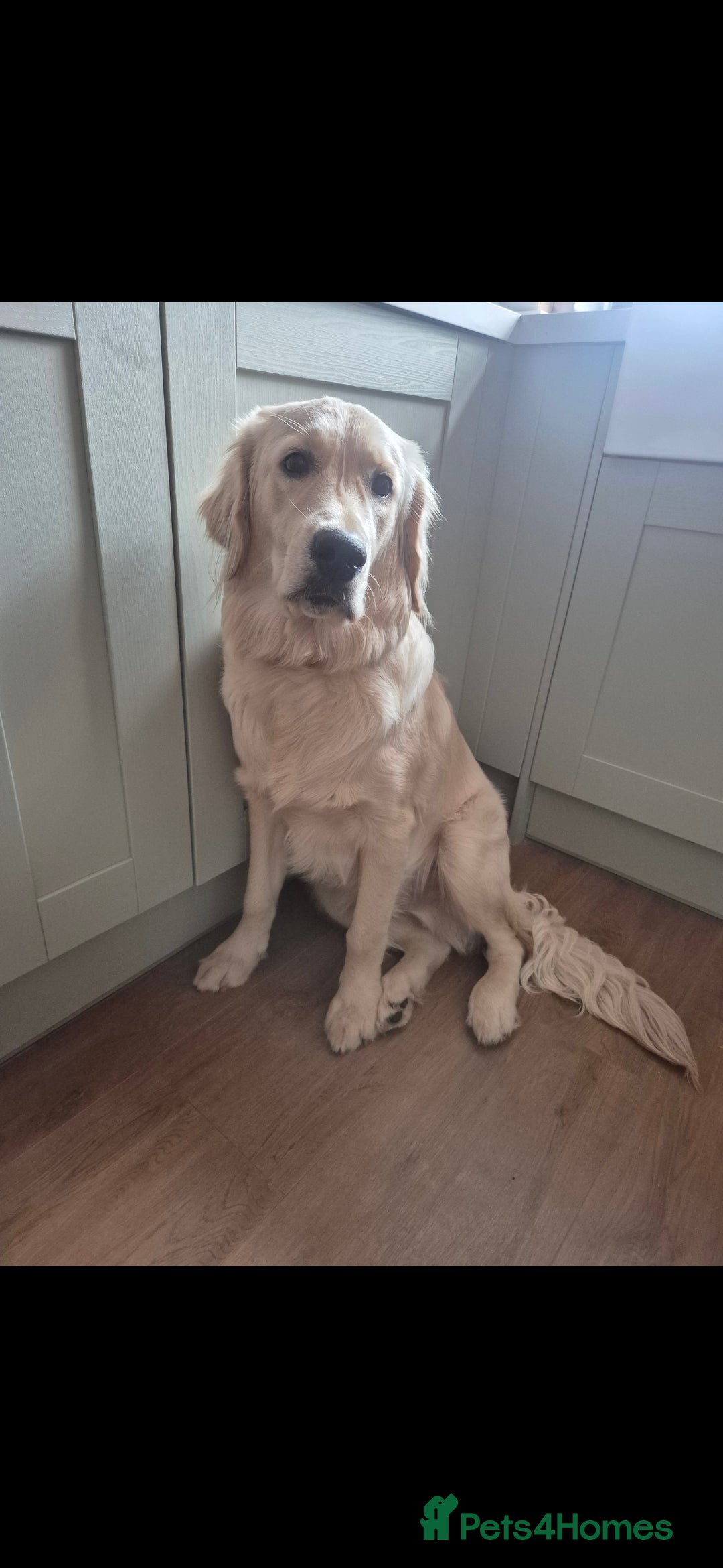 Golden Retriever dogs Teddy is looking for his 4ever home. - Advert 1