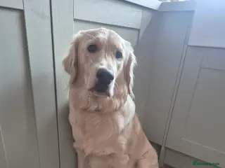 Golden Retriever dogs Teddy is looking for his 4ever home. - Advert 1